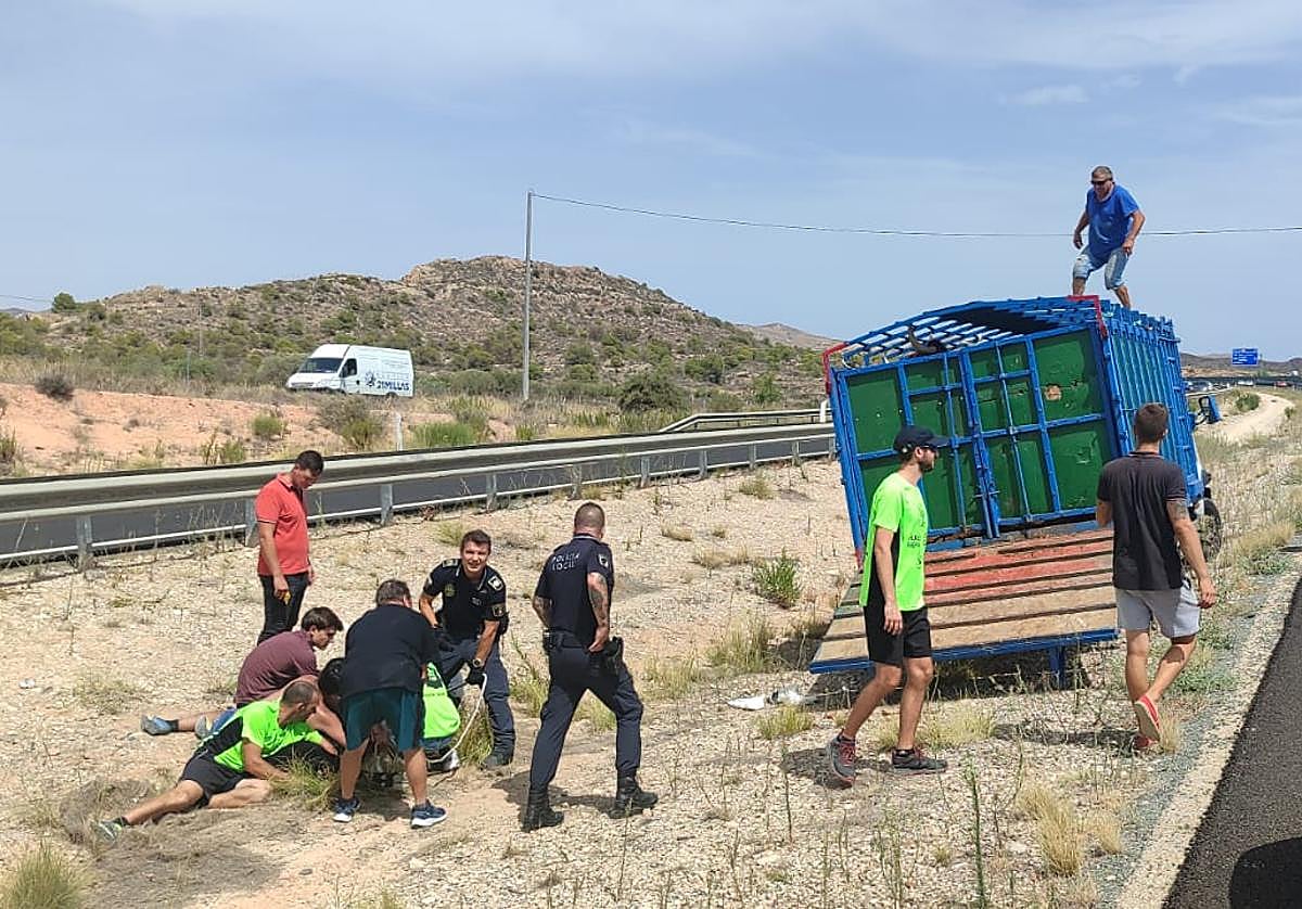 Momento de la captura de la vaquilla