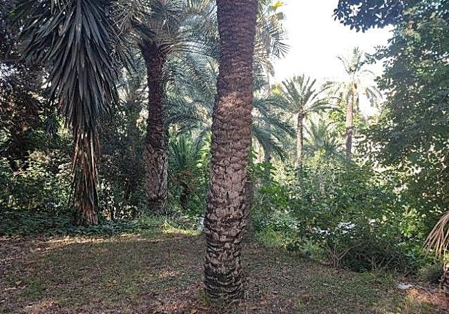 Ejemplo de zona paraíso en Elx.