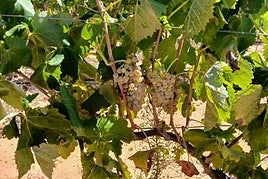 Viñedo de uva para vino.