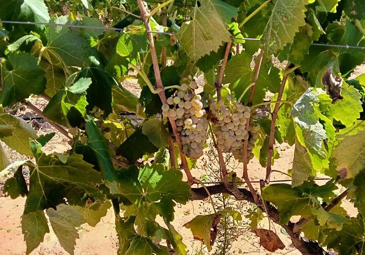 Viñedo de uva para vino.