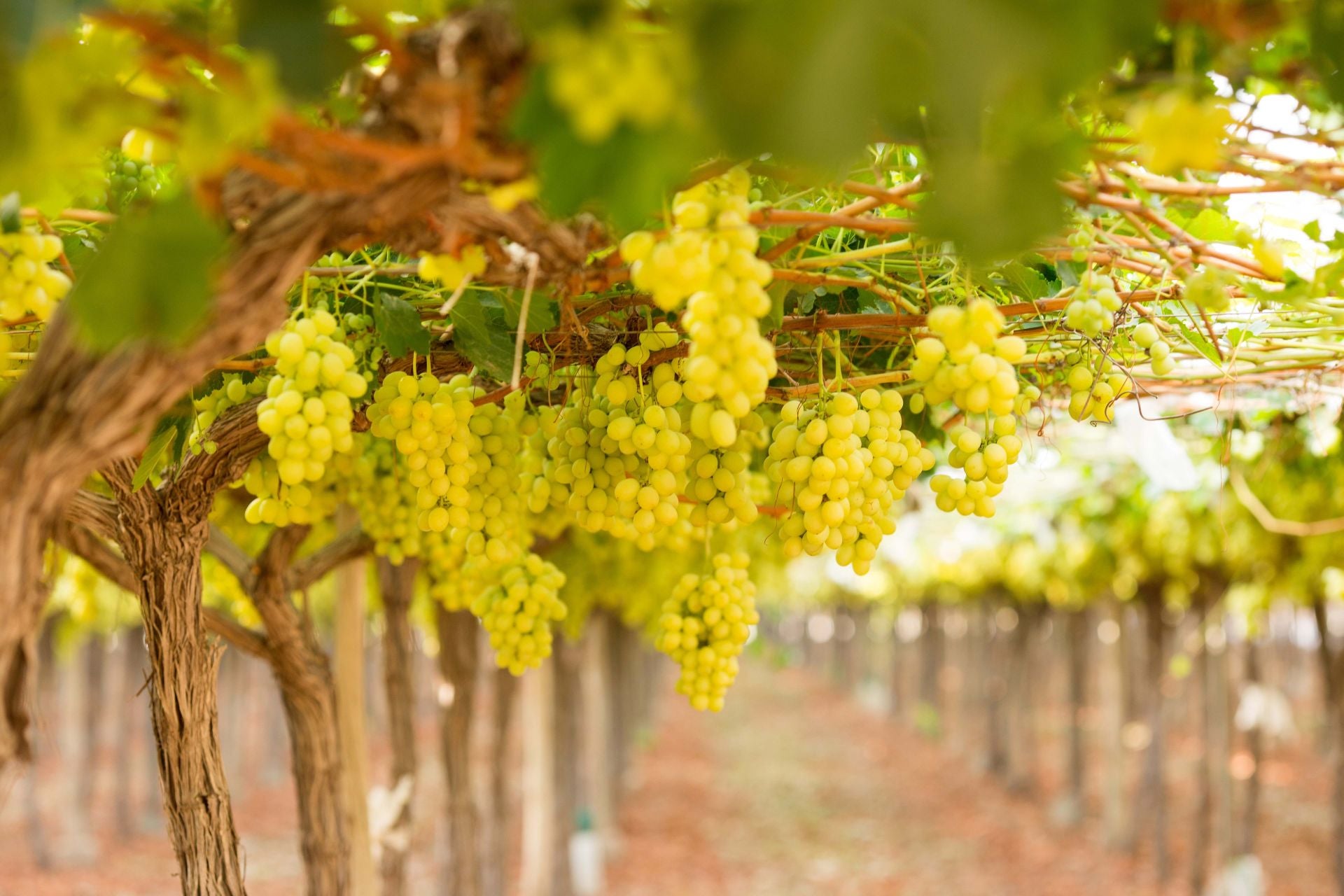 Mercadona comprará 9.000 toneladas de uvas en 2025 a proveedores alicantinos