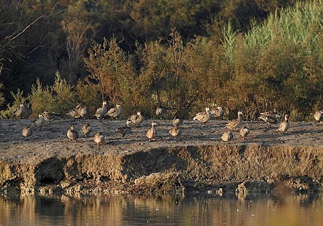 El trabajo científico busca mejorar la conservación de la cerceta pardilla en la Península Ibérica y África.