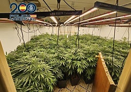 Una de las plantaciones de marihuana decomisadas por la Policía Nacional.