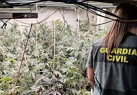 Plantación de marihuana desmantelada.