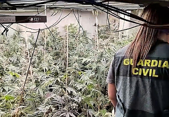 Plantación de marihuana desmantelada.