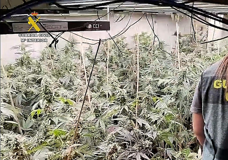 Plantación de marihuana desmantelada.