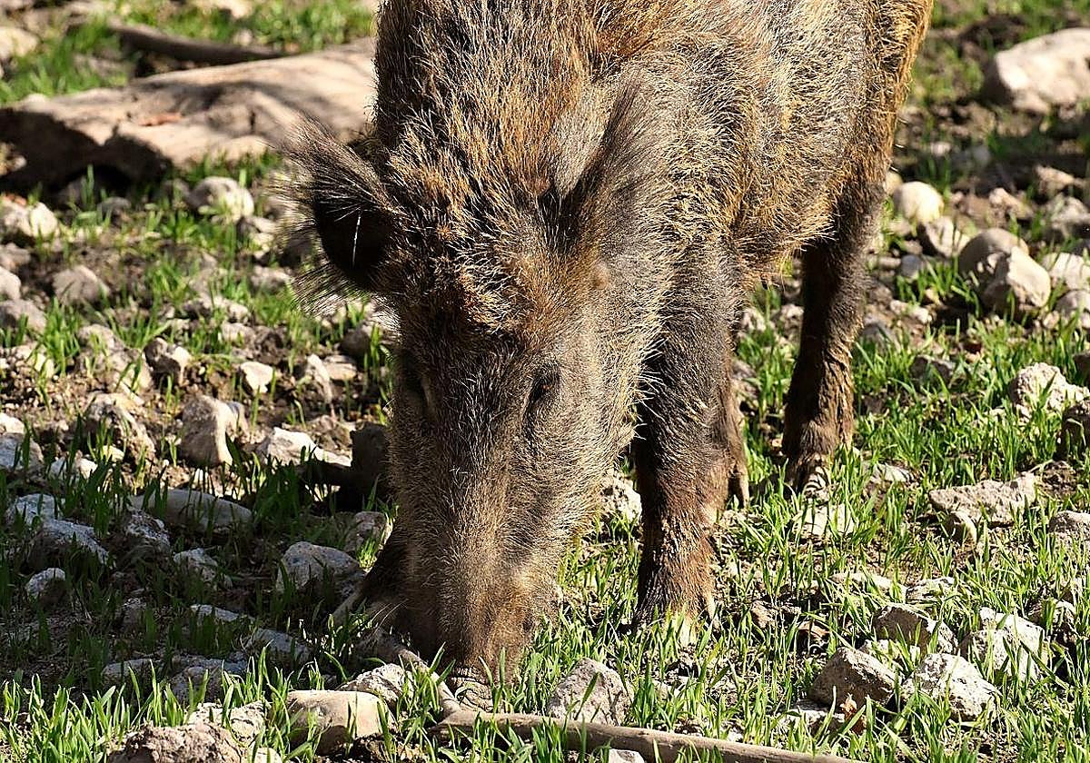 Wild boars are social animals that often live in matriarchal systems.
