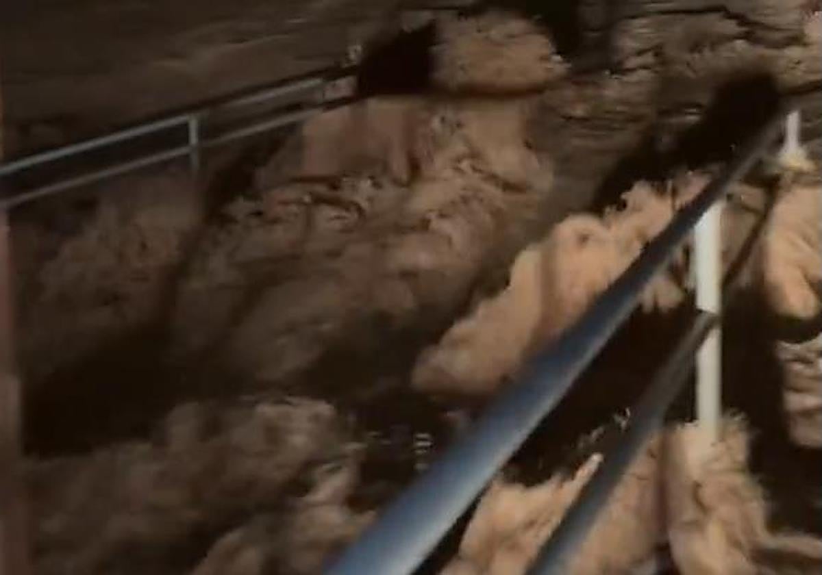 La dana se ceba con Pilar de la Horadada durante la madrugada: 72 personas evacuadas