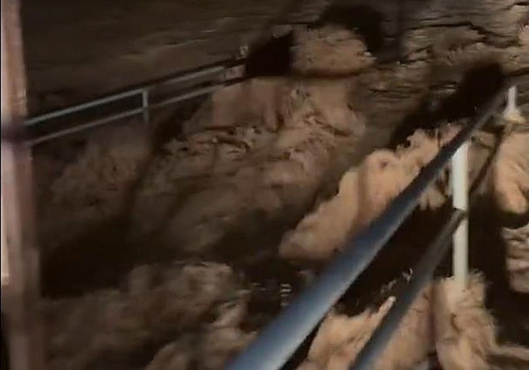 Rambla Urbana de Pilar de la Horadada, esta madrugada.