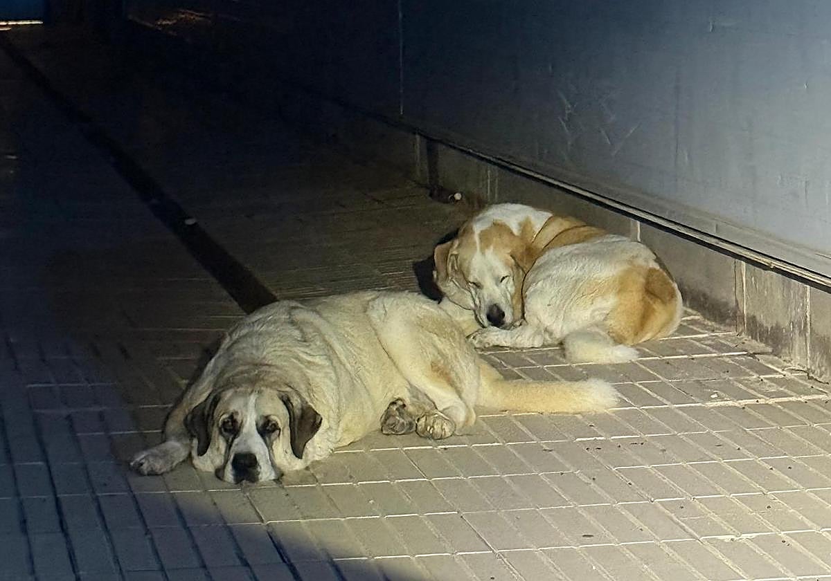 The two mastiffs found in the early hours on the streets of Petrer.