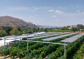 integración de la energía fotovoltaica en el cultivo de la vid.