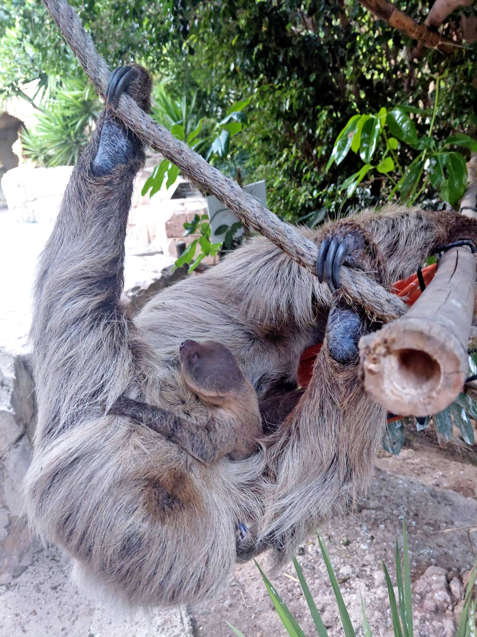La nueva cría de perezoso en Terra Natura Benidorm.
