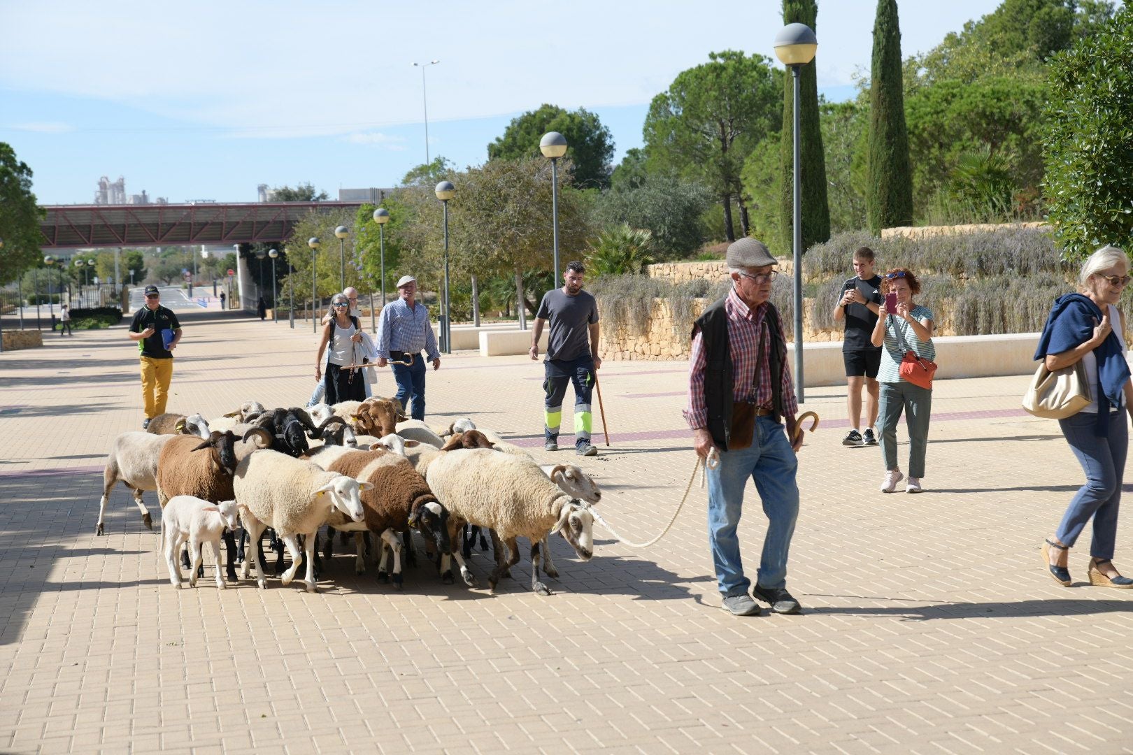 De la Cañada Real al aula magna: las ovejas toman la Universidad de Alicante por la ruta de la trashumancia