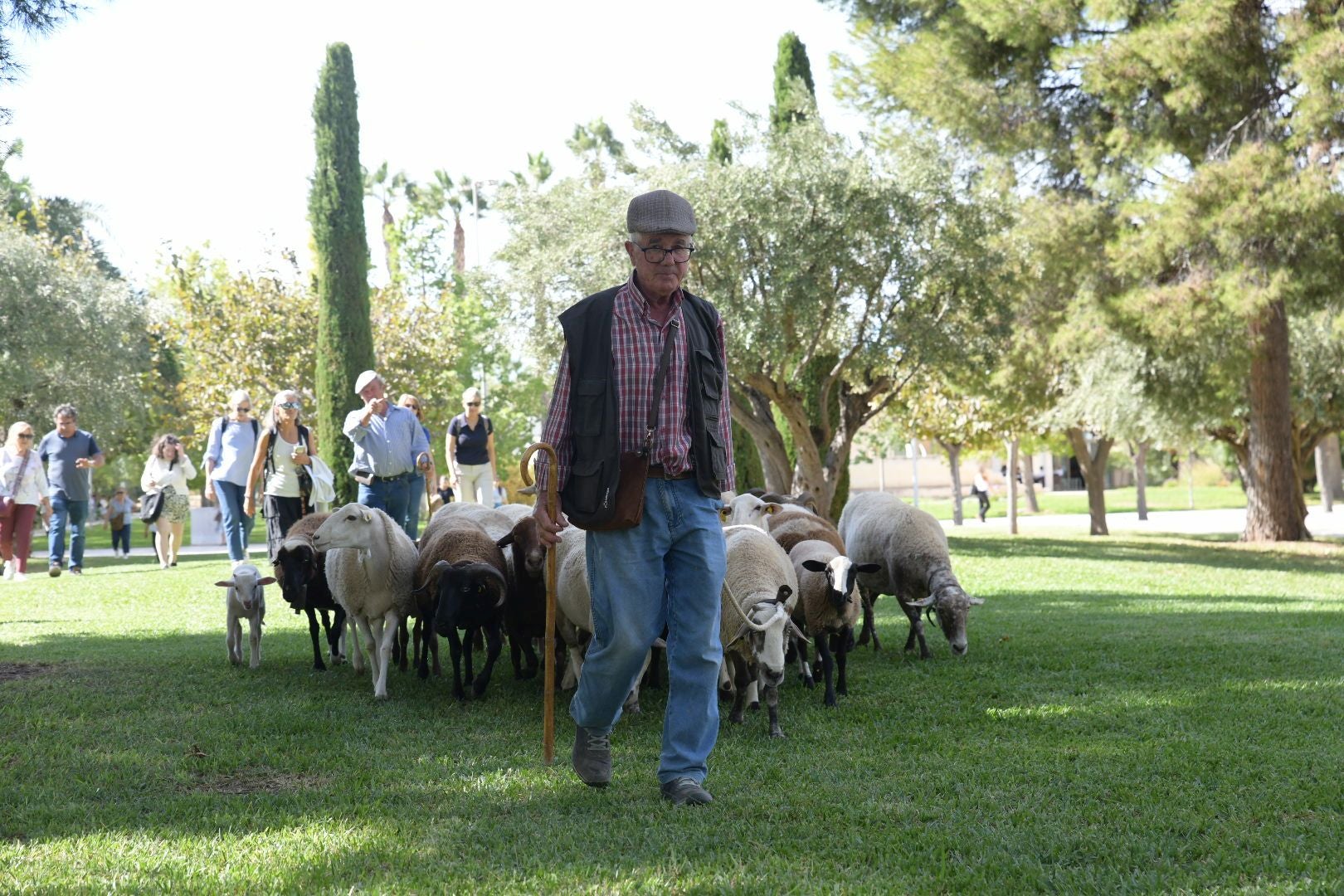 De la Cañada Real al aula magna: las ovejas toman la Universidad de Alicante por la ruta de la trashumancia