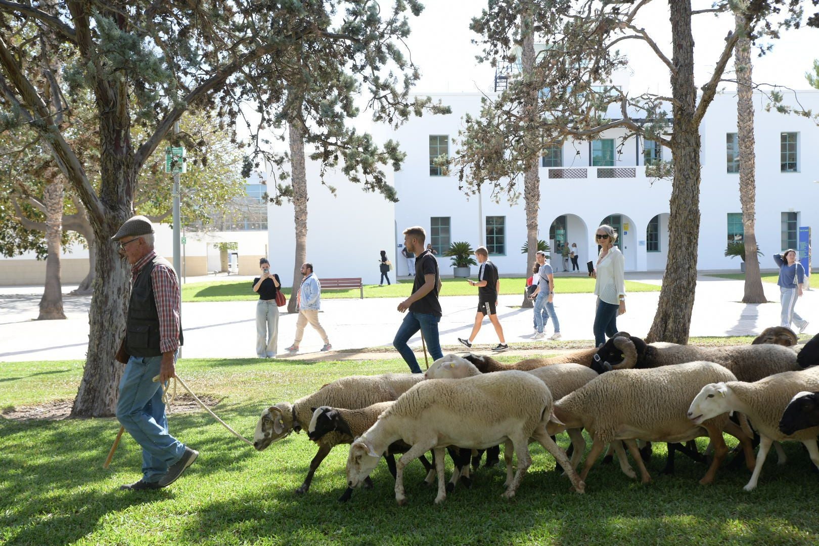 De la Cañada Real al aula magna: las ovejas toman la Universidad de Alicante por la ruta de la trashumancia