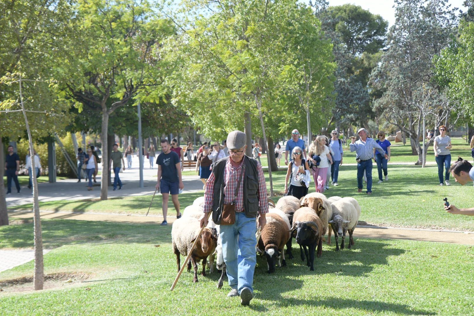 De la Cañada Real al aula magna: las ovejas toman la Universidad de Alicante por la ruta de la trashumancia