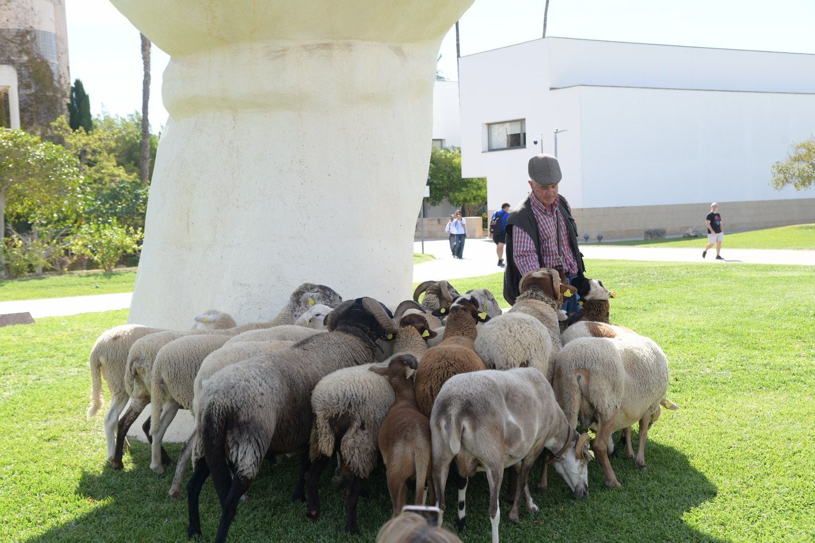 De la Cañada Real al aula magna: las ovejas toman la Universidad de Alicante por la ruta de la trashumancia
