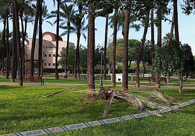 One of the palm trees fallen due to the windstorm.