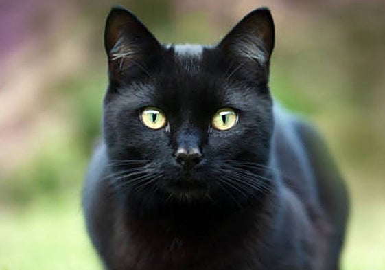 Otro municipio alicantino que 'blinda' sus colonias felinas ante posibles rituales de Halloween