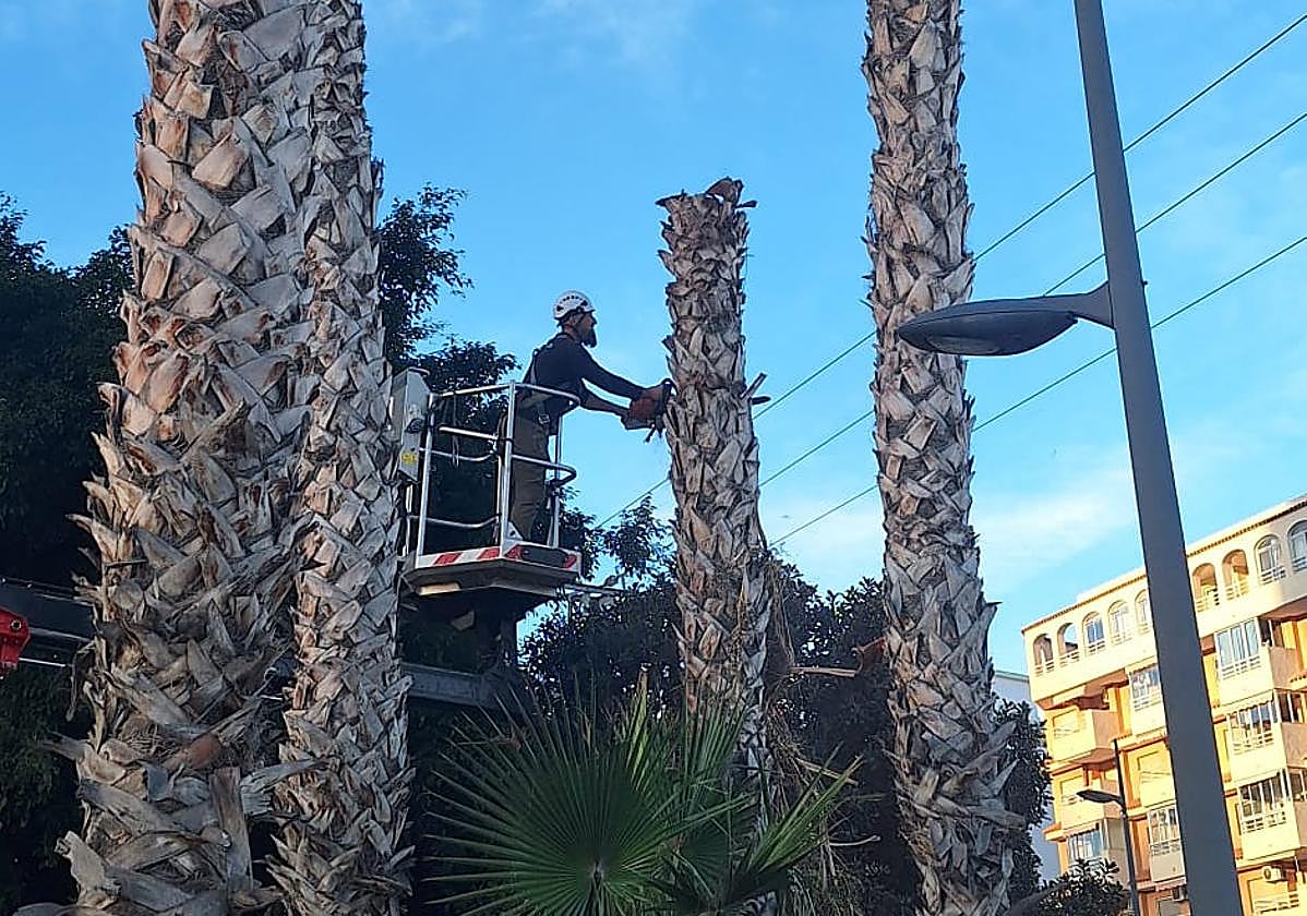 Tala de las palmeras en la avenida Ejércitos Españoles en Calpe.