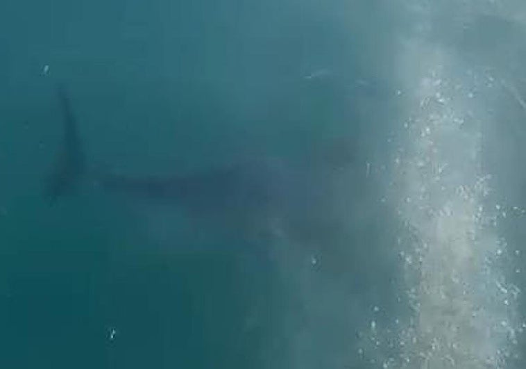 Un atún en aguas del puerto de Xàbia.