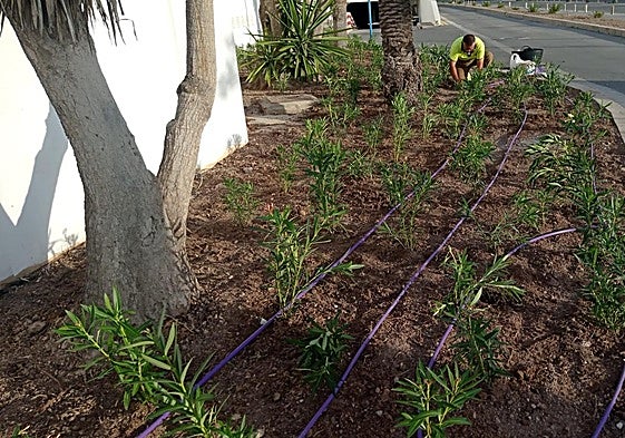 Nuevas especies plantadas en la parte trasera del Paseo del Puerto.