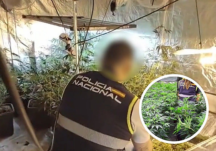 Plantaciones de marihuana intervenidas por la Policía Nacional.
