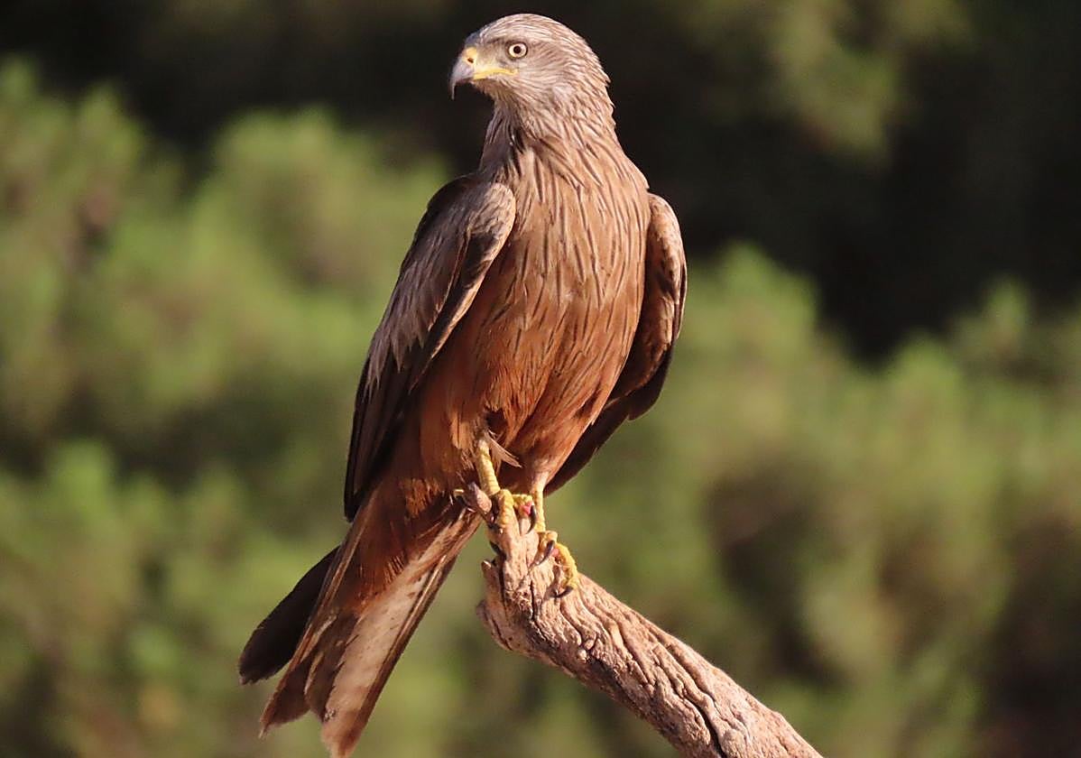 Milano, nombre común para referirse a varias especies de aves rapaces.