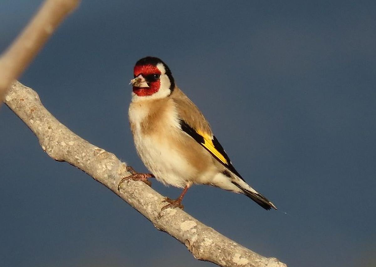 Imagen secundaria 1 - Diferentes especies de aves presentes en la Península Ibérica.