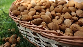 Cesto con almendras recién recogidas.