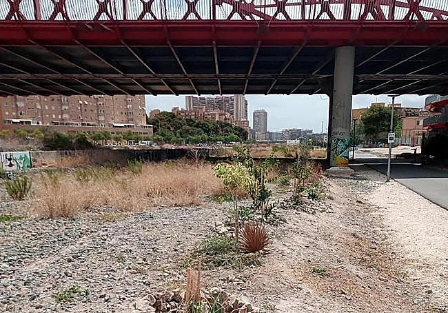 Árboles plantados por los vecinos bajo el Puente Rojo.