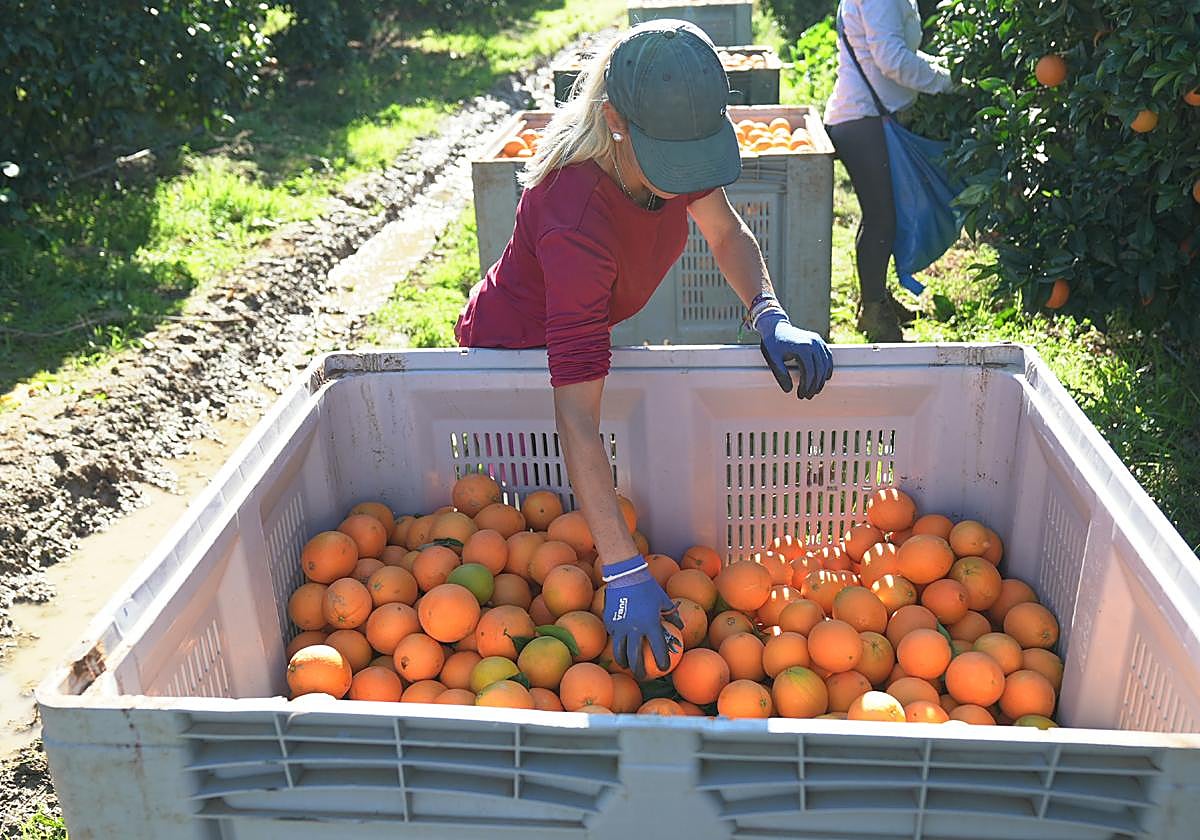Recolección de naranjas en los campos para proveer las tiendas.