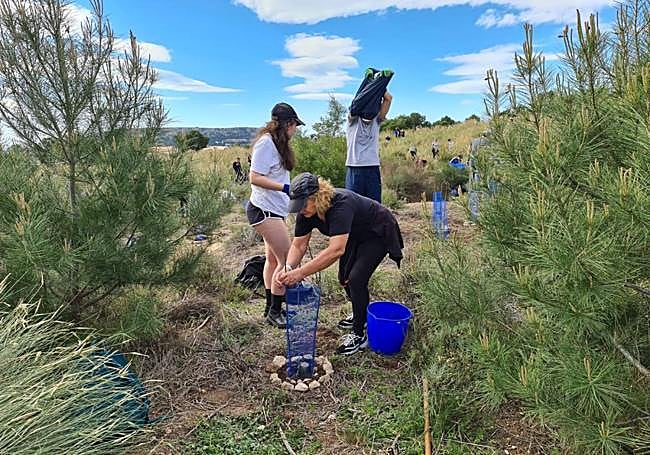 Reforestation of Alicante's Monte Orgegia.