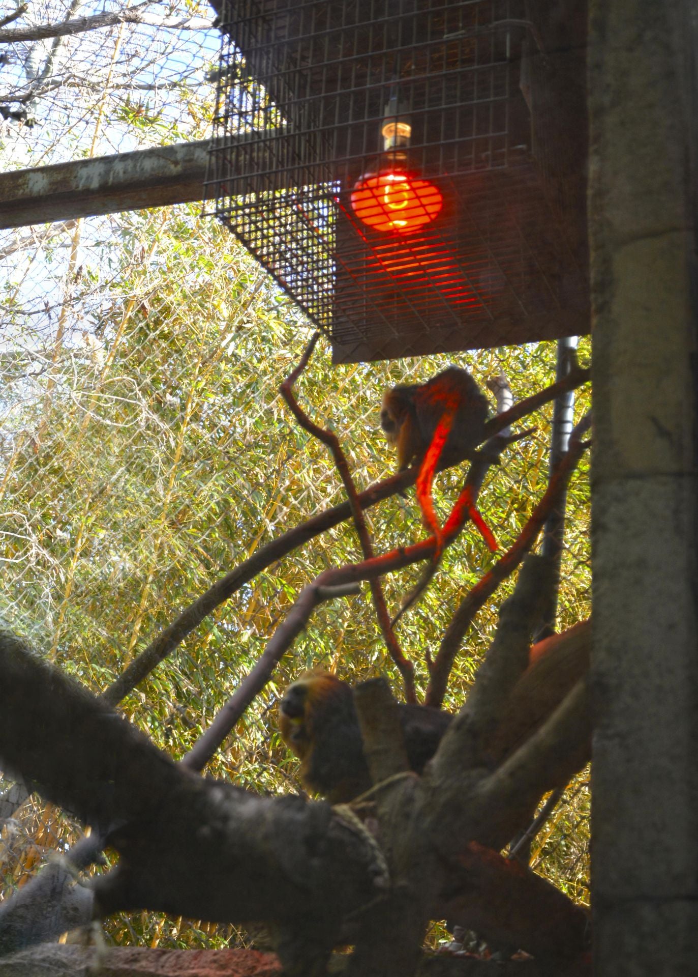 Monos titís en su cobijo del parque.