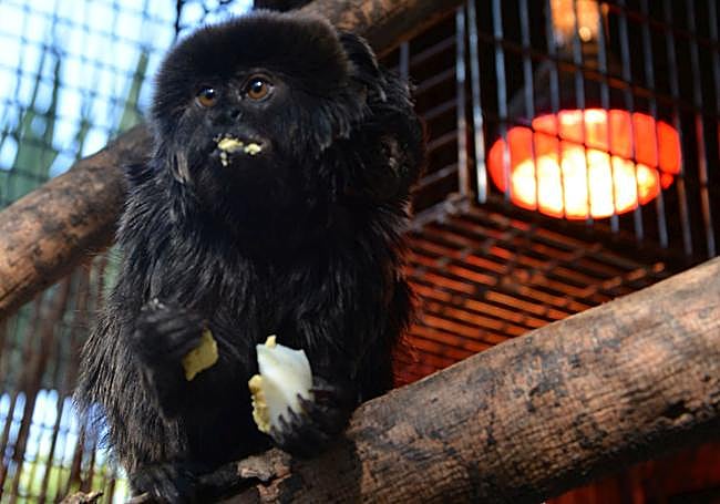 Un mono en su cobijo.