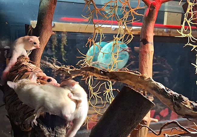 Petauros del azúcar.