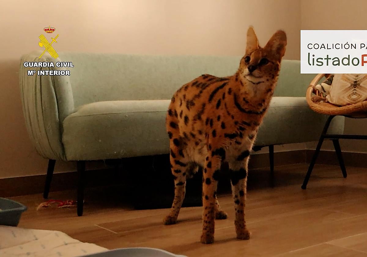 El ejemplar rescatado en una vivienda de la provincia de Alicante.