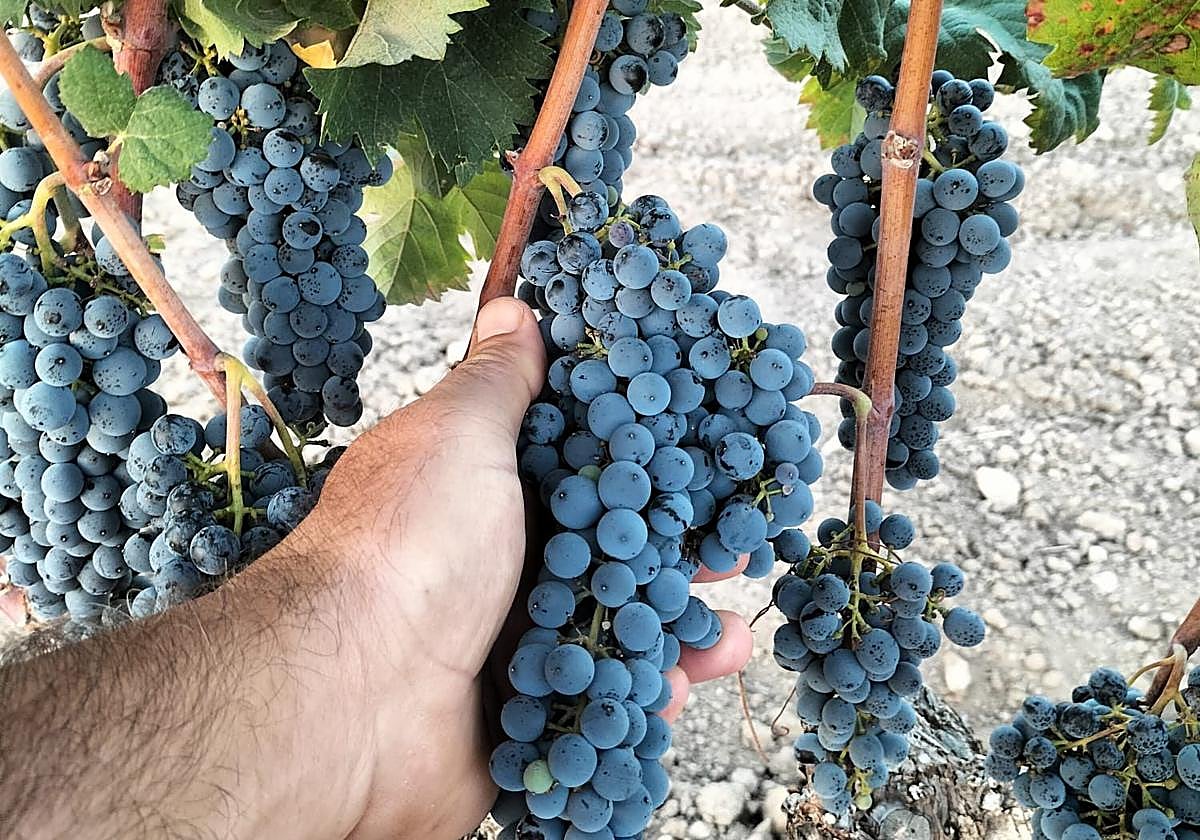 Harvesting in a vineyard.