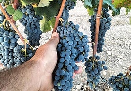 Vendimia en un viñedo.