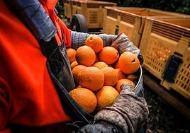 Naranjas recogidas por los agricultores.