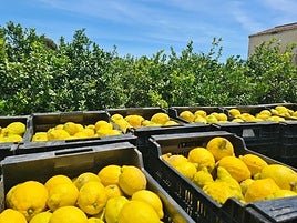 Limones en una finca de Alicante.