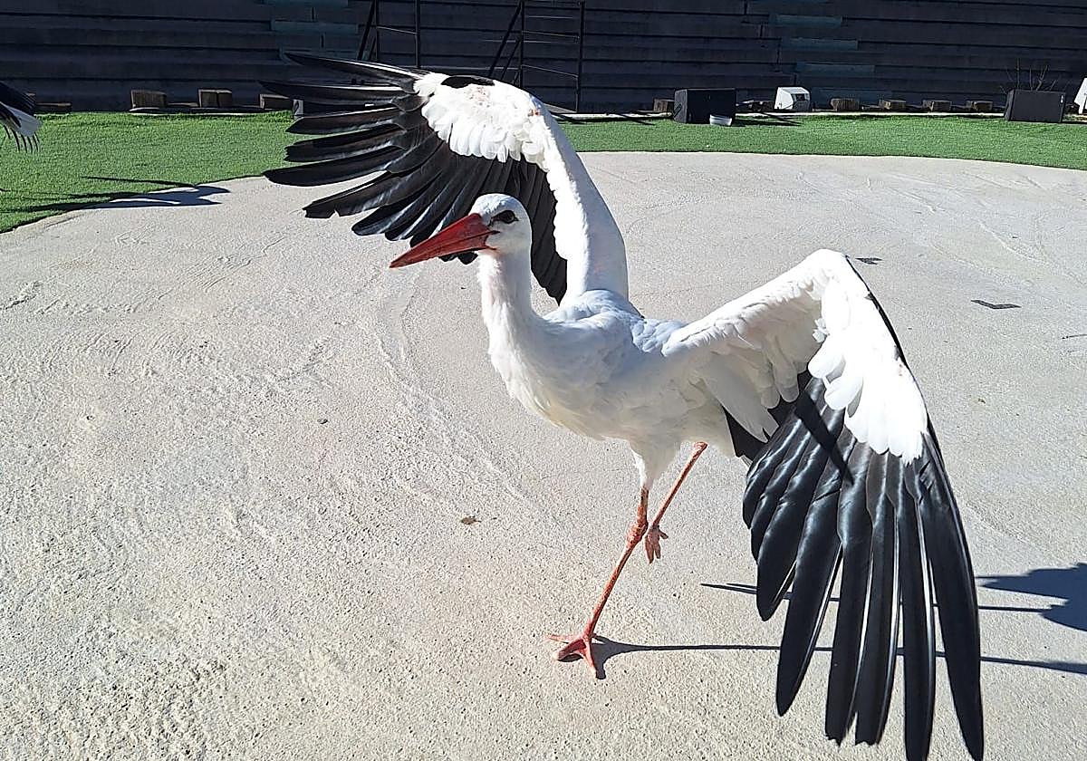 The stork Pim at Terra Natura Benidorm.