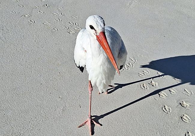La cigüeña Pim en Terra Natura Benidorm.