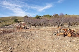 Cultivo arrasado por la xylella fastidiosa.