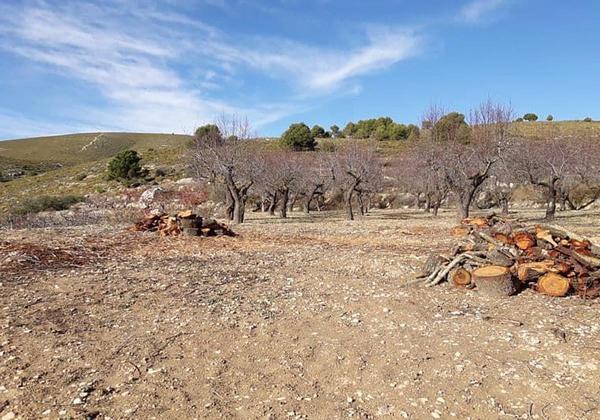 Cultivo arrasado por la xylella fastidiosa.