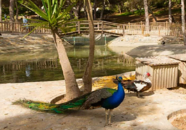 Imagen del parque Reina Sofía de Guardamar del Segura antes del aislamiento de las aves.
