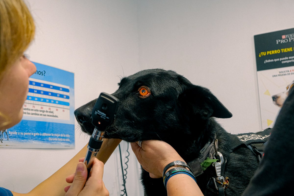 La clínica veterinaria que cuida a los perros policía de Alicante, en imágenes
