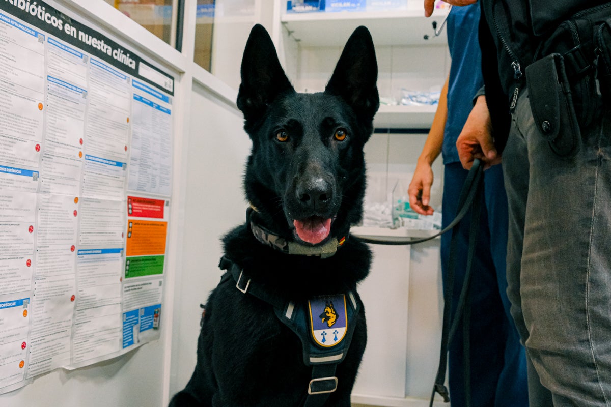 La clínica veterinaria que cuida a los perros policía de Alicante, en imágenes