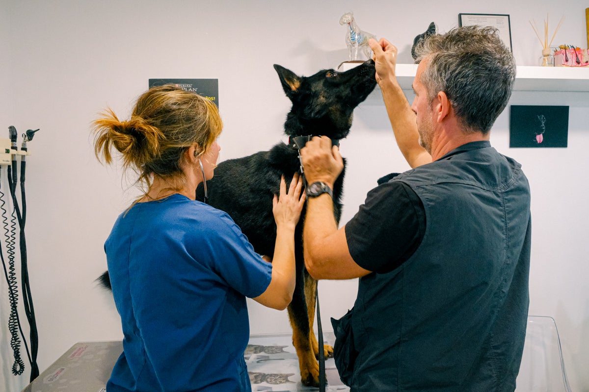 La clínica veterinaria que cuida a los perros policía de Alicante, en imágenes