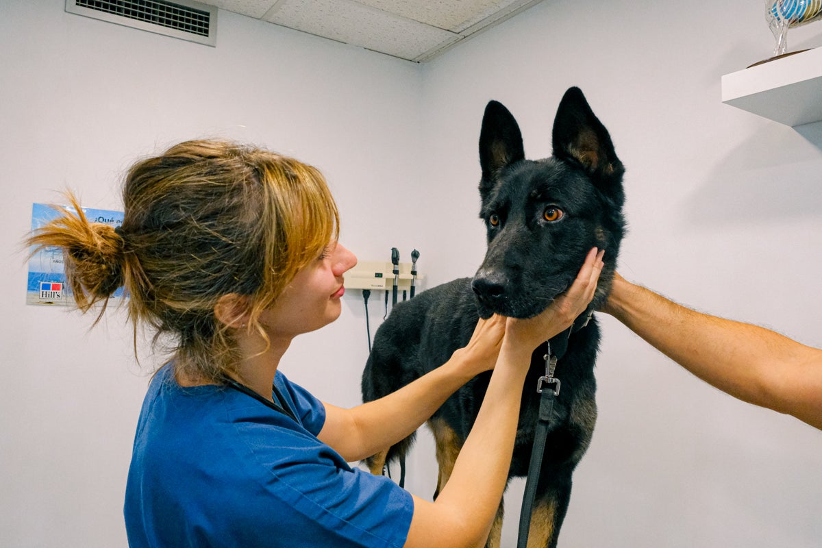 La clínica veterinaria que cuida a los perros policía de Alicante, en imágenes